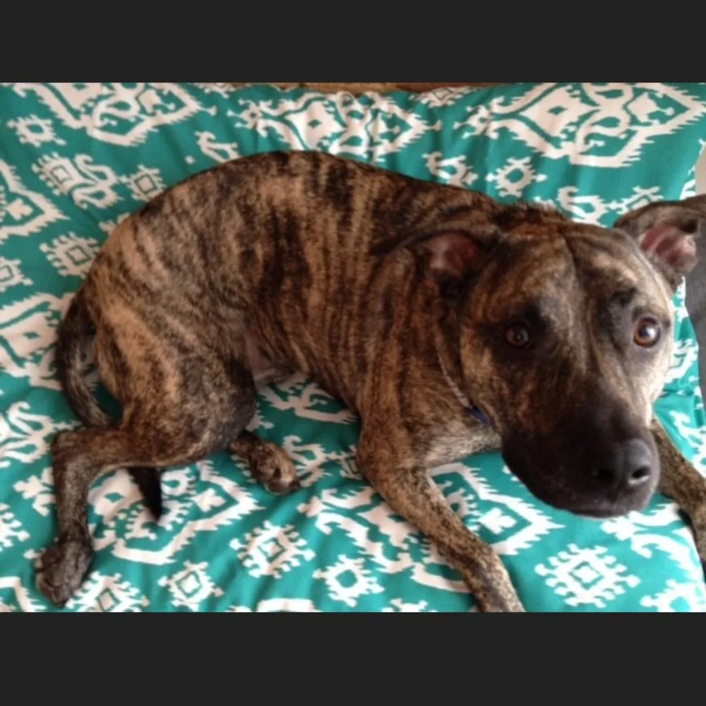 For Your Love of Dogs Jade Raji Ikat Dog Bed Cover